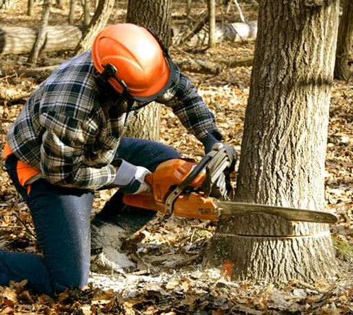 Tree Removal in Mannford, OK